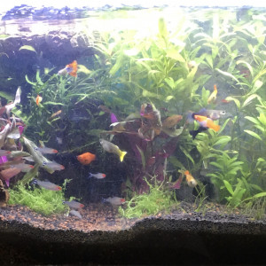 Publication de Issanissa