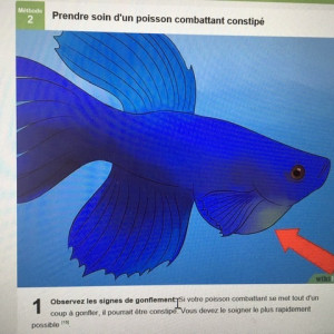 Publication de Gigibebou