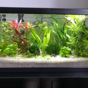 Publication de Aquata