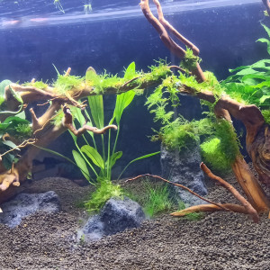 Publication de Jeremdeso