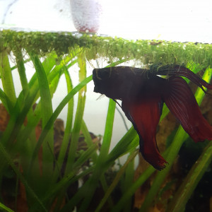 Publication de Minipote768