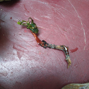 Publication de Stef7524