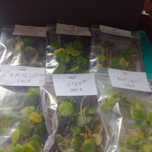 Publication de MrBear