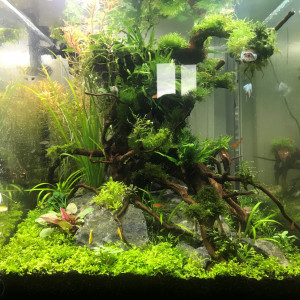 Publication de Miel-Pops-971