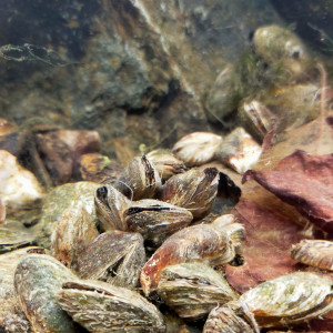 Publication de GreG-Entomo