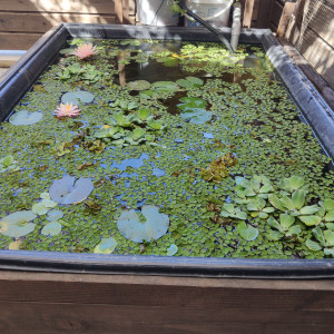 Publication de Clairou