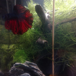 La caverne du betta dragon