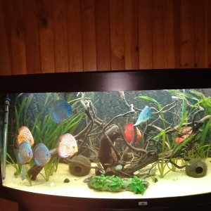 Publication de Pat13