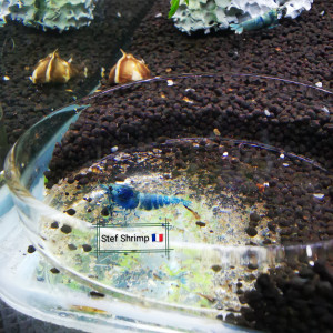 Publication de Stef-Shrimp