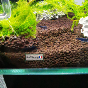 Publication de Stef-Shrimp