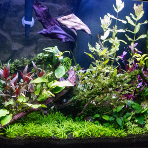 Publication de aqua-sympa22