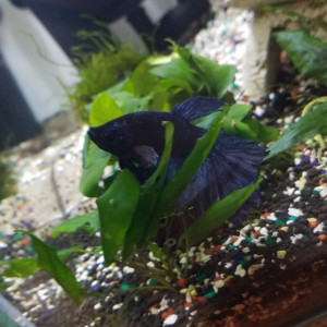 Publication de Lulu82