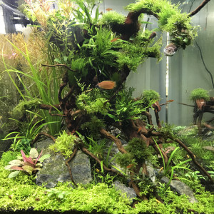 AQUARIUM 110L