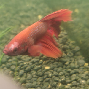 Publication de william-lamboley