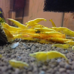 Publication de EB37270