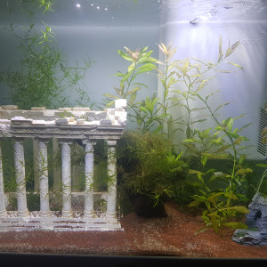 Publication de Zlagen