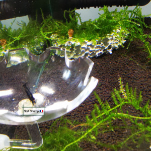 Publication de Stef-Shrimp