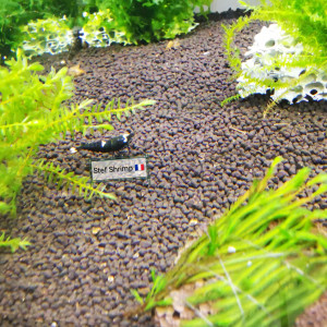 Publication de Stef-Shrimp