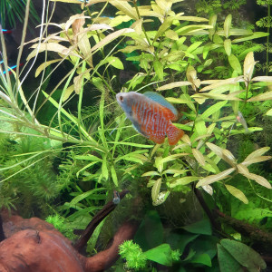 Publication de Fouch1