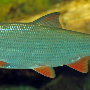 Chondrostoma nasus