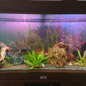 Biotope amazonien