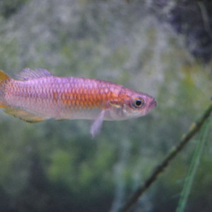 Valencia hispanica