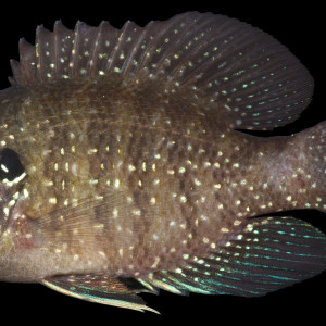 Enneacanthus obesus