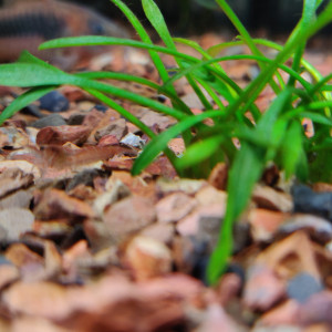 Publication de Frolic38230