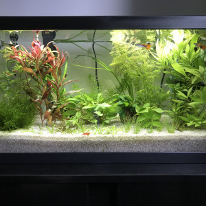 Publication de Aquata