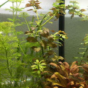 Publication de Alexxis