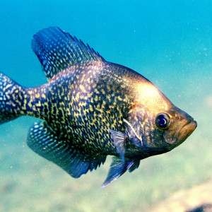 Pomocis nigromaculatus