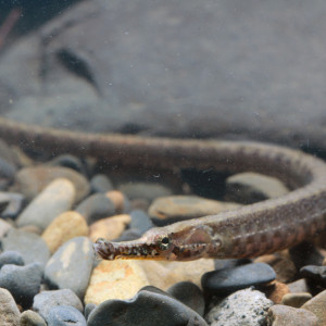 Hippichthys spicifer
