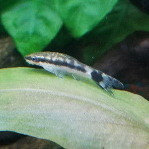 Publication de Lulu82