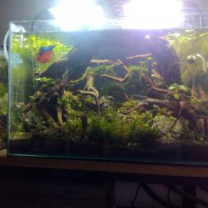 Publication de MrBear