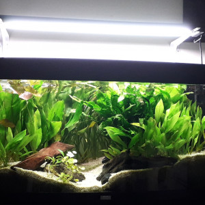 Publication de POUNN