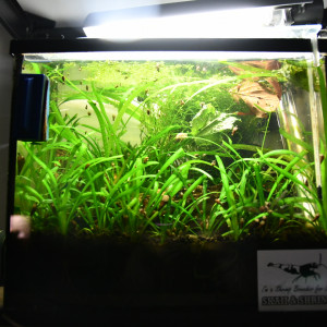 Nano crevette blue velvet