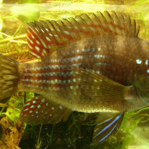 Gymnogeophagus terrapurpura