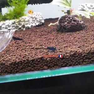 Publication de Stef-Shrimp
