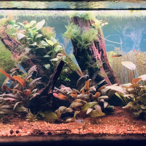 350L Amazonien
