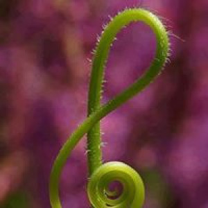 clef-de-sol