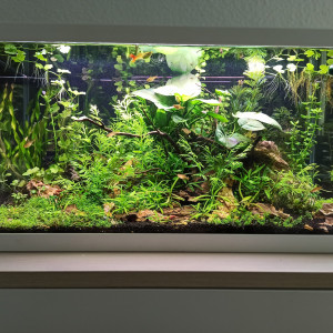 Coronaquascape