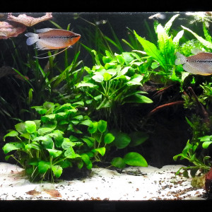 Publication de MarleneMLX