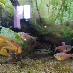 Publication de morgan51100