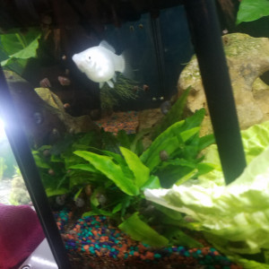 Publication de Lulu82