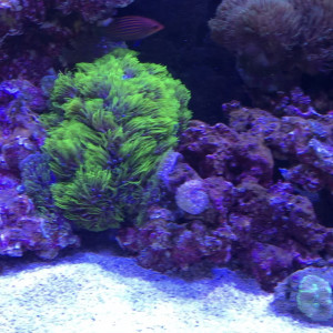 Publication de FrancoisAdam