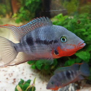 Publication de shanganagh-takhisis