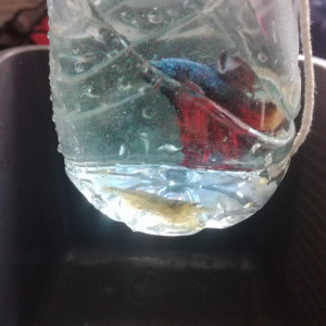 Publication de MrBear