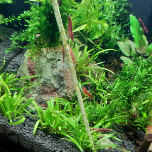 Publication de Fouch1