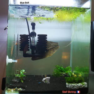 Publication de Stef-Shrimp