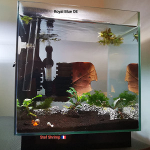 Publication de Stef-Shrimp
